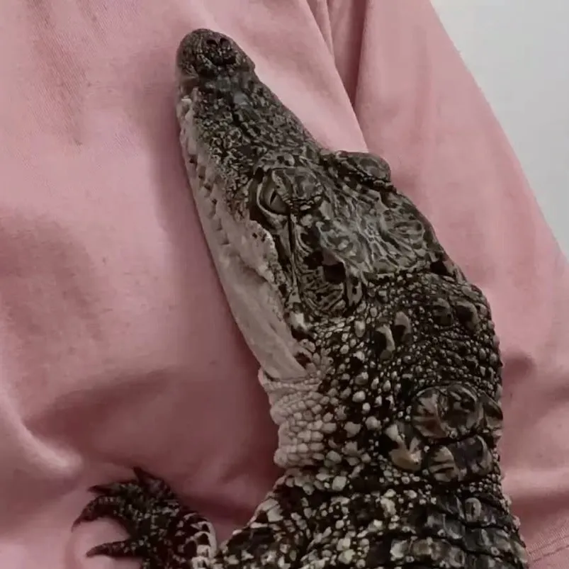 chat with ai character: Baby crocodile