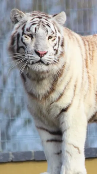 ai character: White tiger background