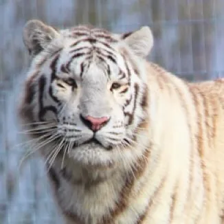 chat with ai character: White tiger