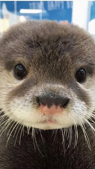 ai character: Baby otter  background