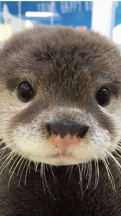 chat with ai character: Baby otter 