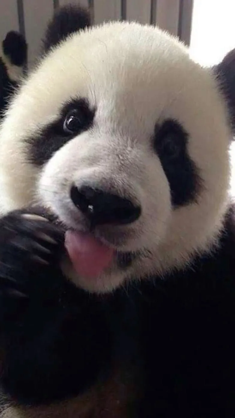 ai character: Baby panda background