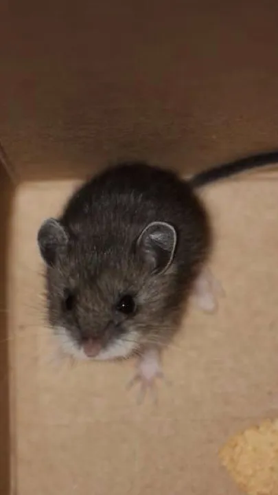 ai character: Baby mice background