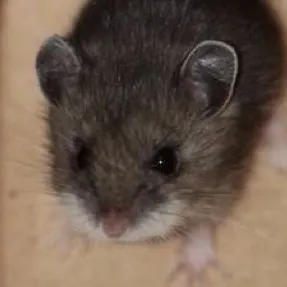 chat with ai character: Baby mice