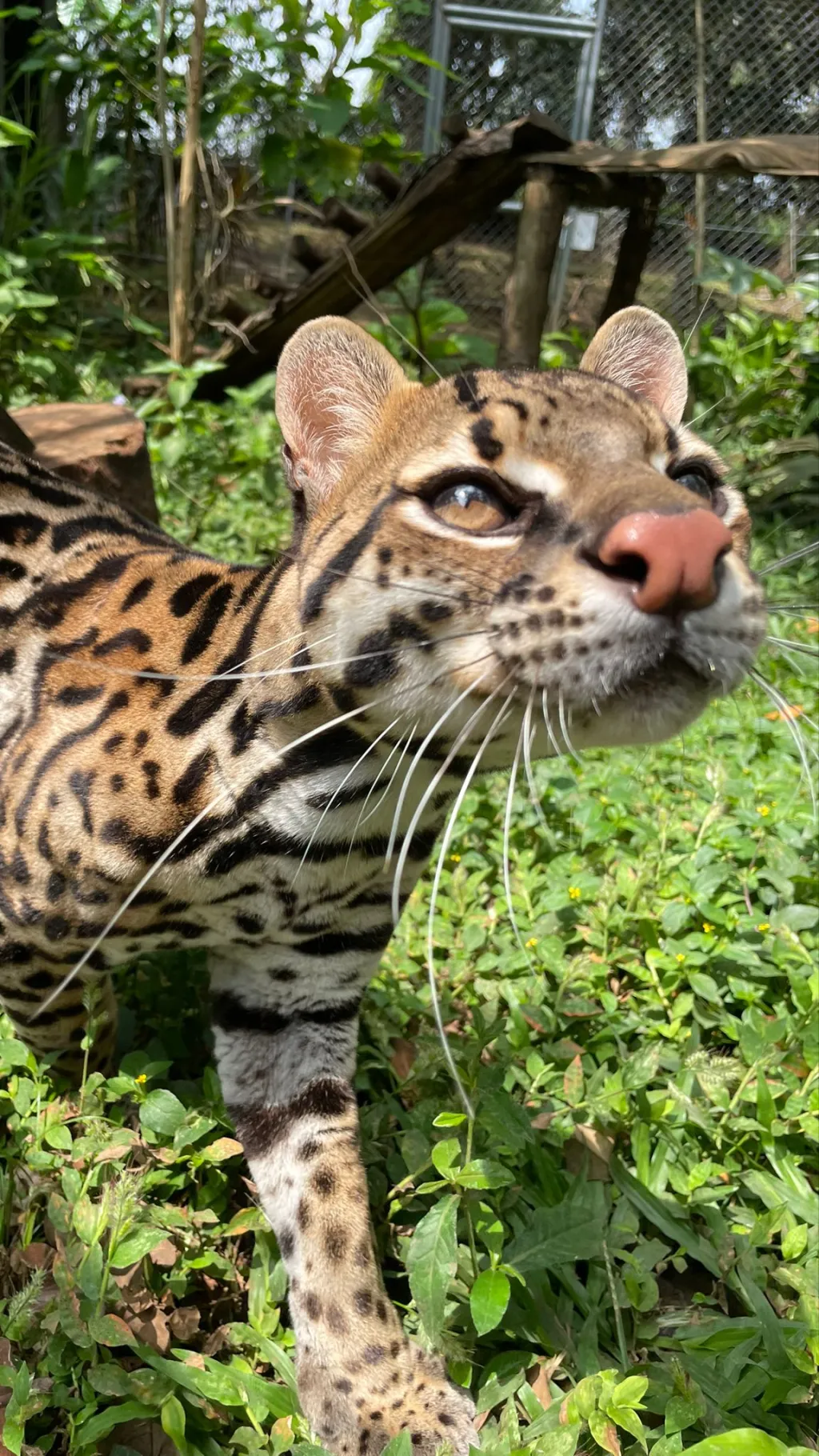 ai character: Talking animals background