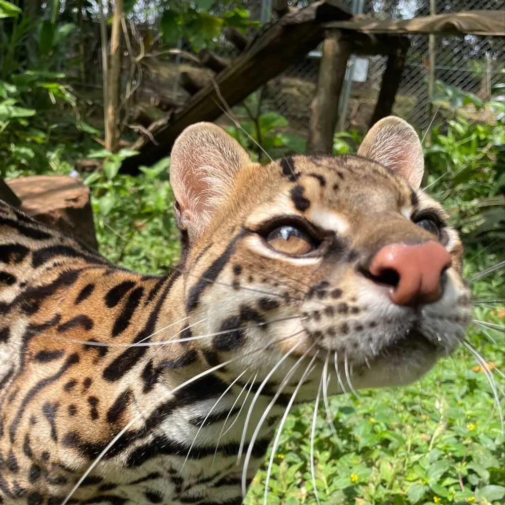 chat with ai character: Talking animals