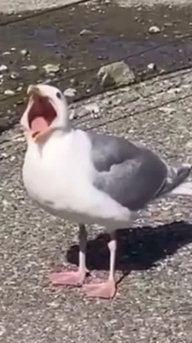 ai character: Seagull background