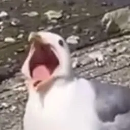 chat with ai character: Seagull