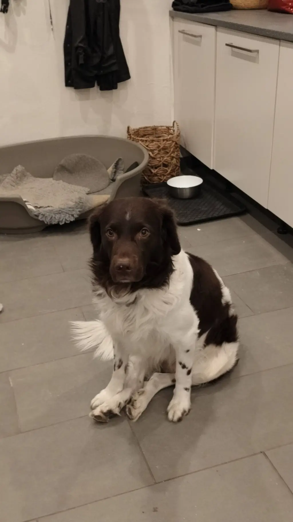 ai character: dog background