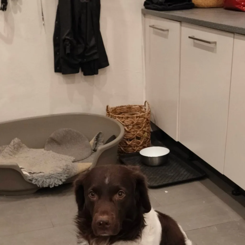 chat with ai character: dog