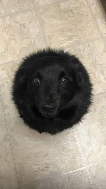 ai character: vilmas search dog background