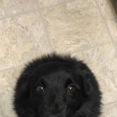 chat with ai character: vilmas search dog