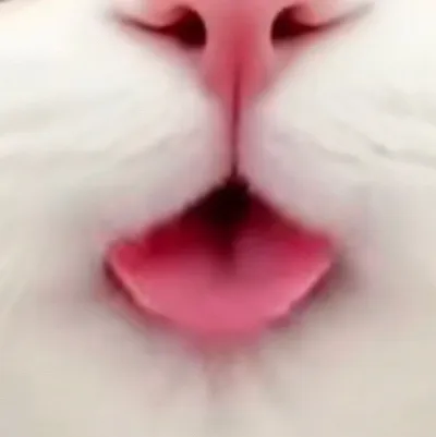 chat with ai character: Cute kitten 