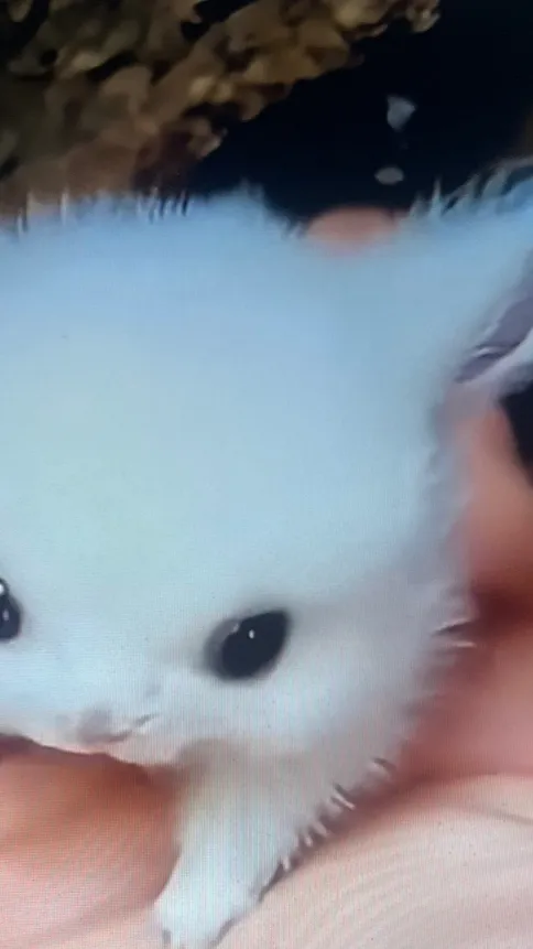 ai character: Baby cute bunny🥺 background