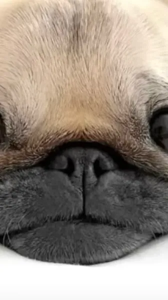 ai character: Zymiah1x1x background