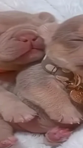 ai character: Dyle x Zymiahkitty background