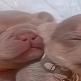 chat with ai character: Dyle x Zymiahkitty