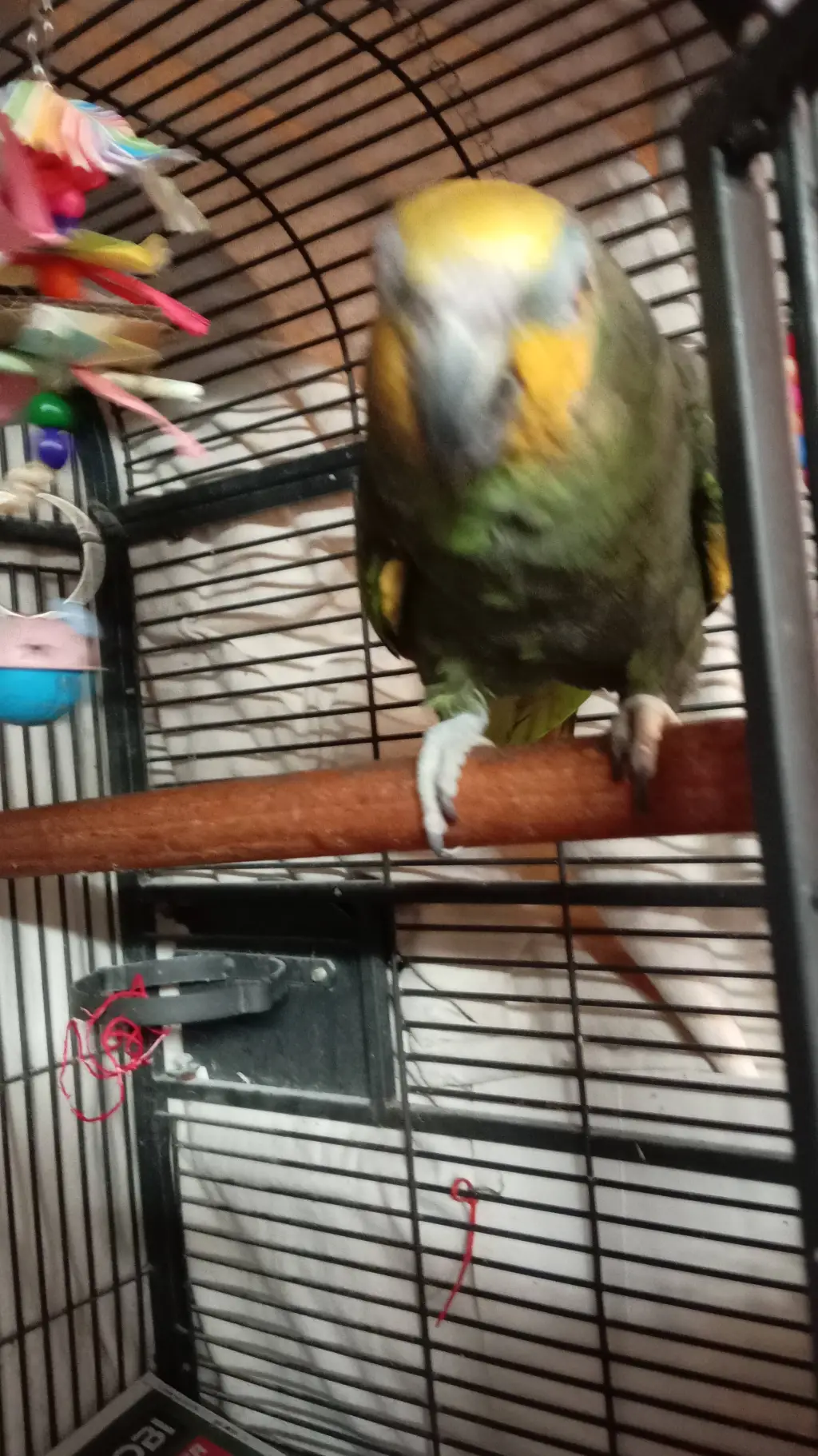 ai character: Getting a firstpet background