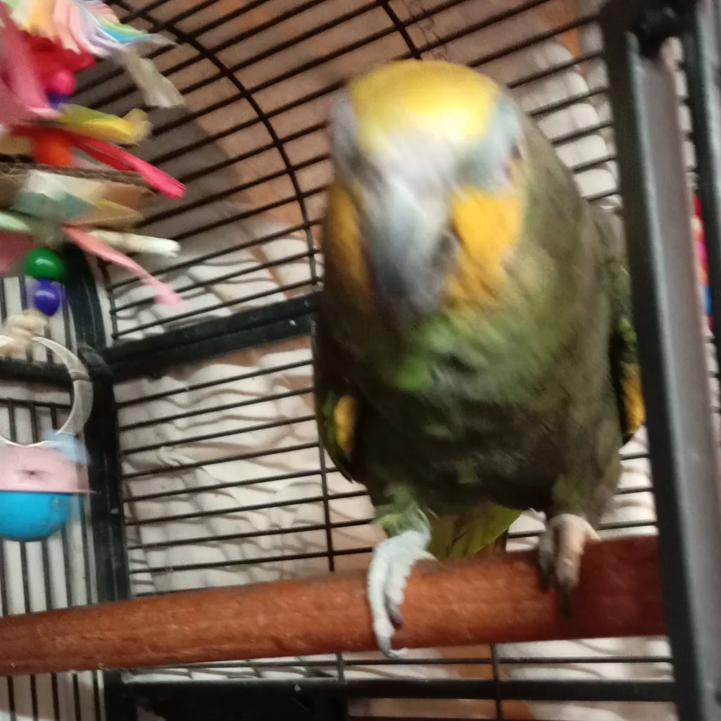 chat with ai character: Getting a firstpet