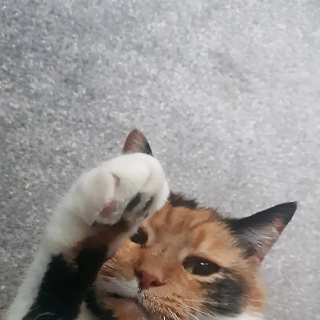 chat with ai character: Zesty ahh cat 