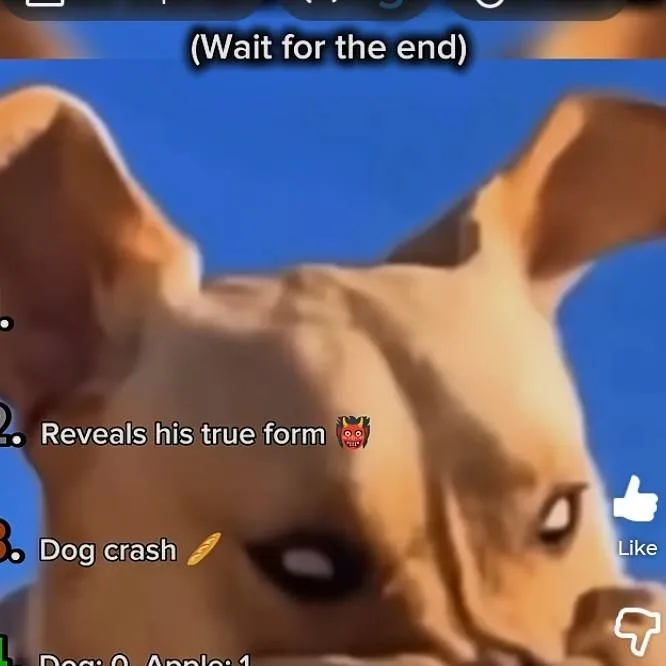 chat with ai character: LIL DEMON DAWG