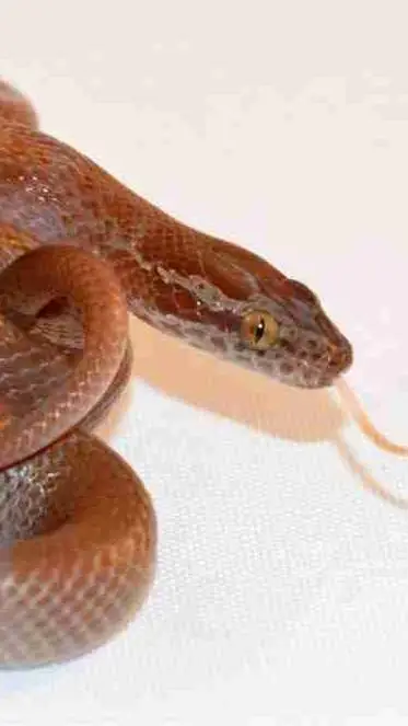 ai character: snek background