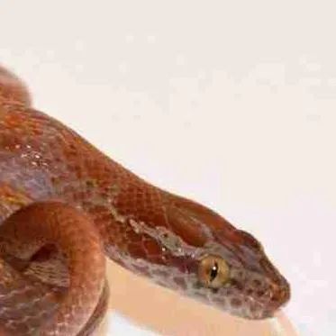 chat with ai character: snek