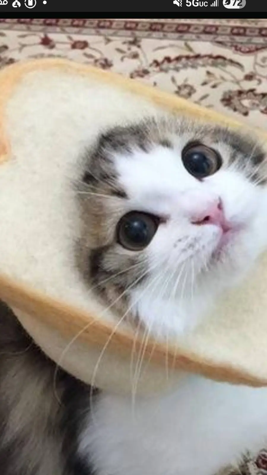 ai character: help the cat background