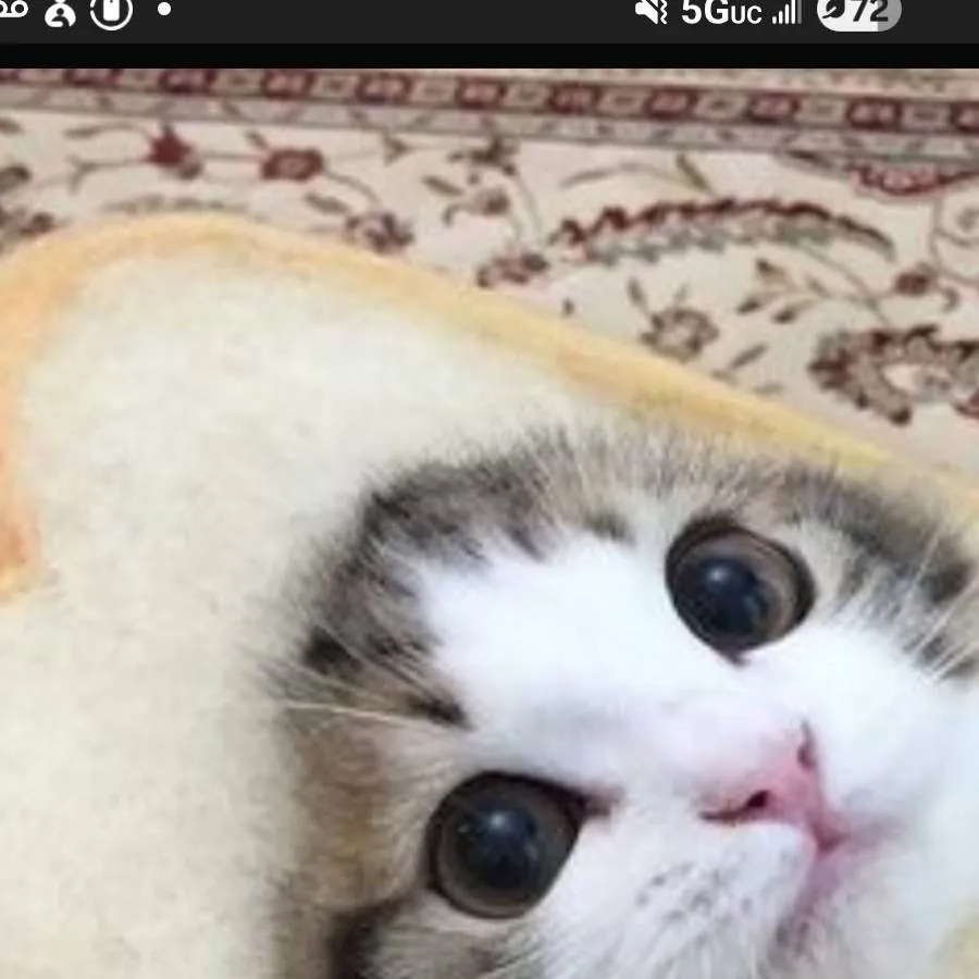 chat with ai character: help the cat