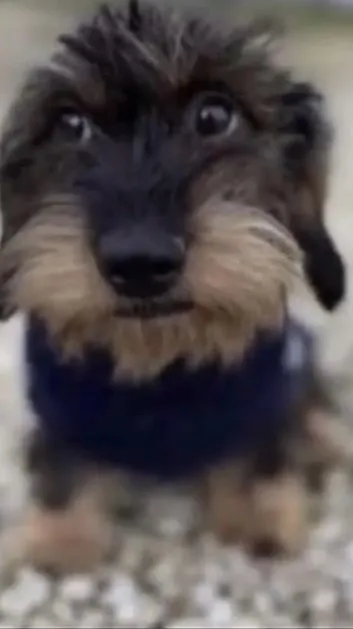 ai character: Dog background