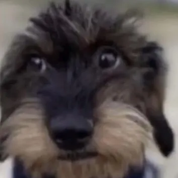 chat with ai character: Dog