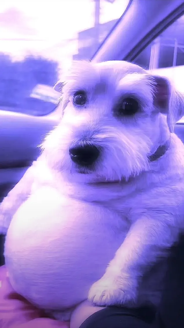 ai character: Dumbass purple dog background