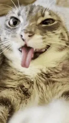 ai character: Six seven cica  background