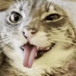 chat with ai character: Six seven cica 