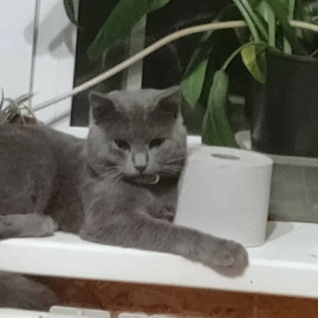 chat with ai character: кошка