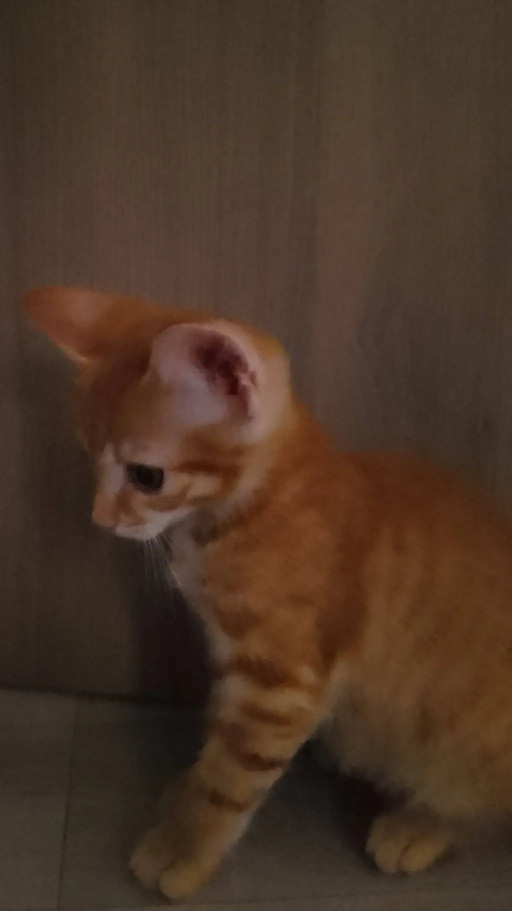 ai character: the sad cat background