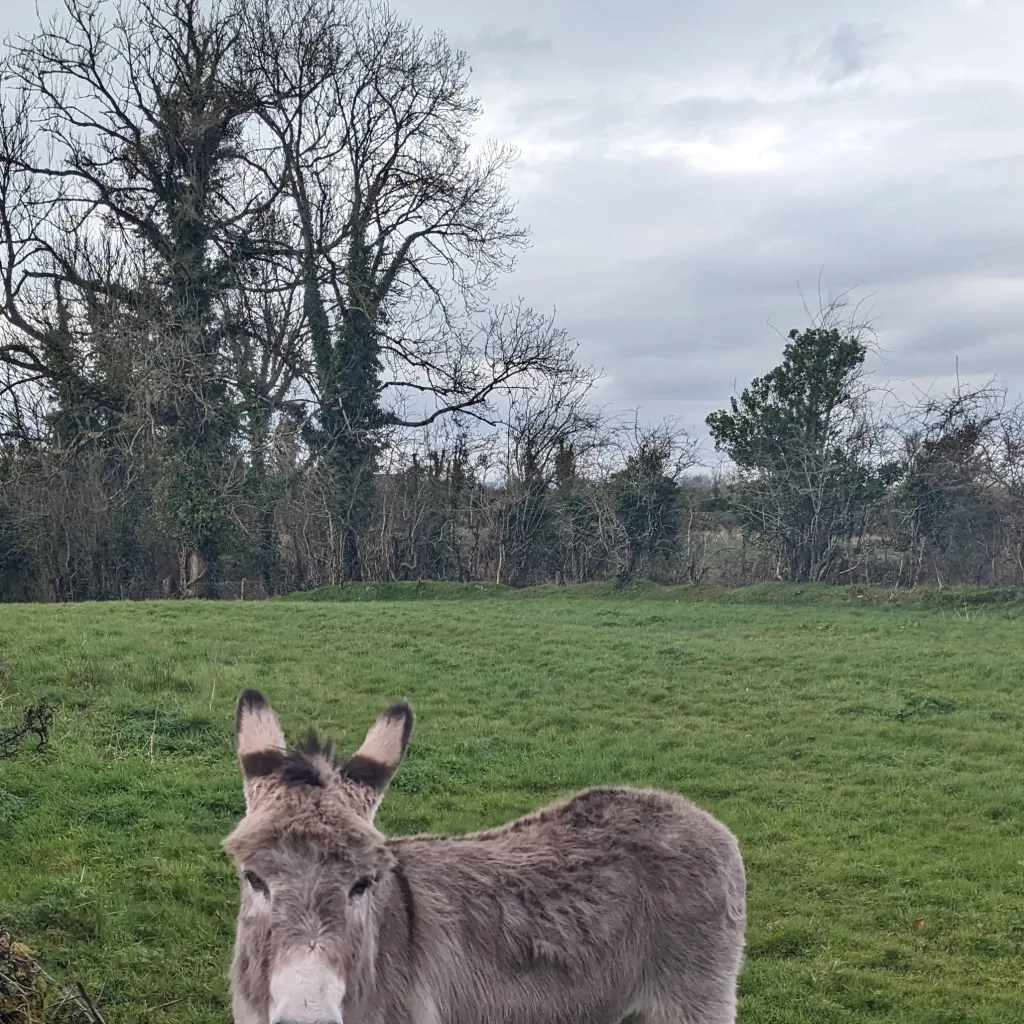 chat with ai character: Donki