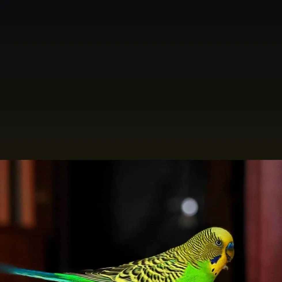 chat with ai character: Pirrot