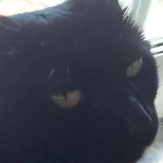chat with ai character: misty(gato preto)