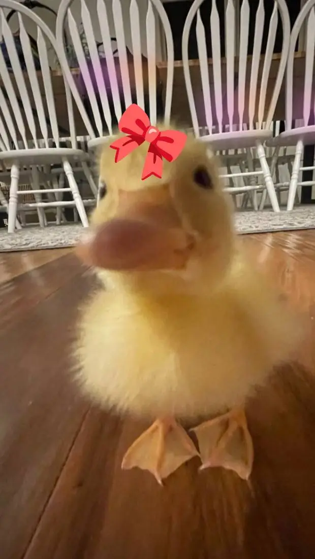 ai character: ★Talking-Ducky★ background
