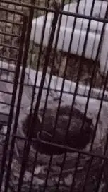 ai character: birdie jr jr background