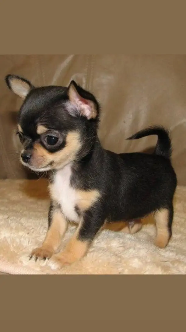 ai character: Escuela de cantó♪ background