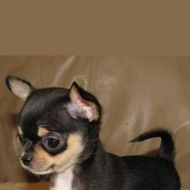 chat with ai character: Escuela de cantó♪