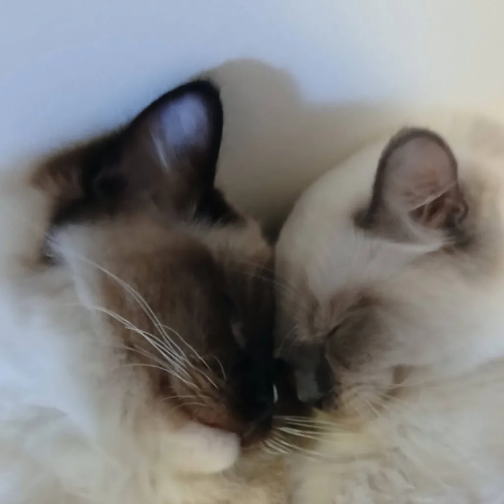chat with ai character: Floyd und Mimi
