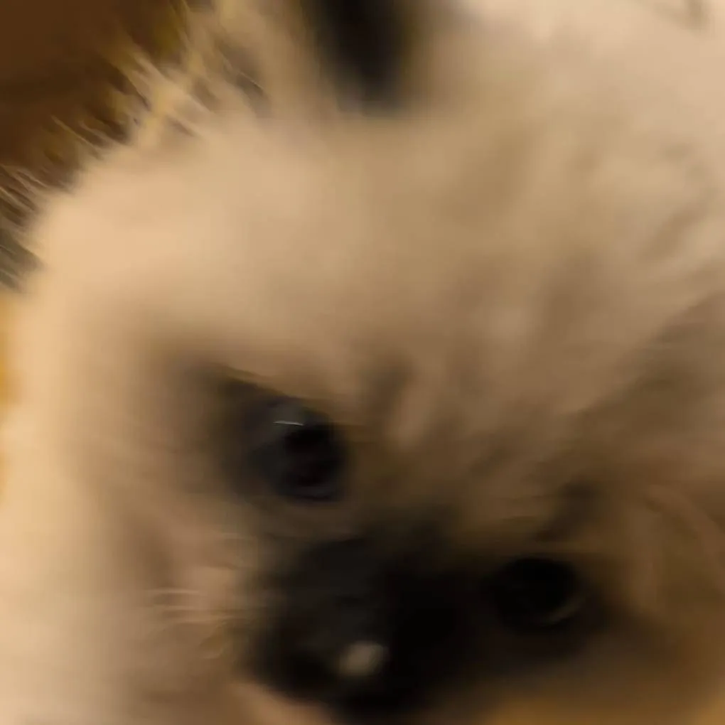 chat with ai character: Fluffy