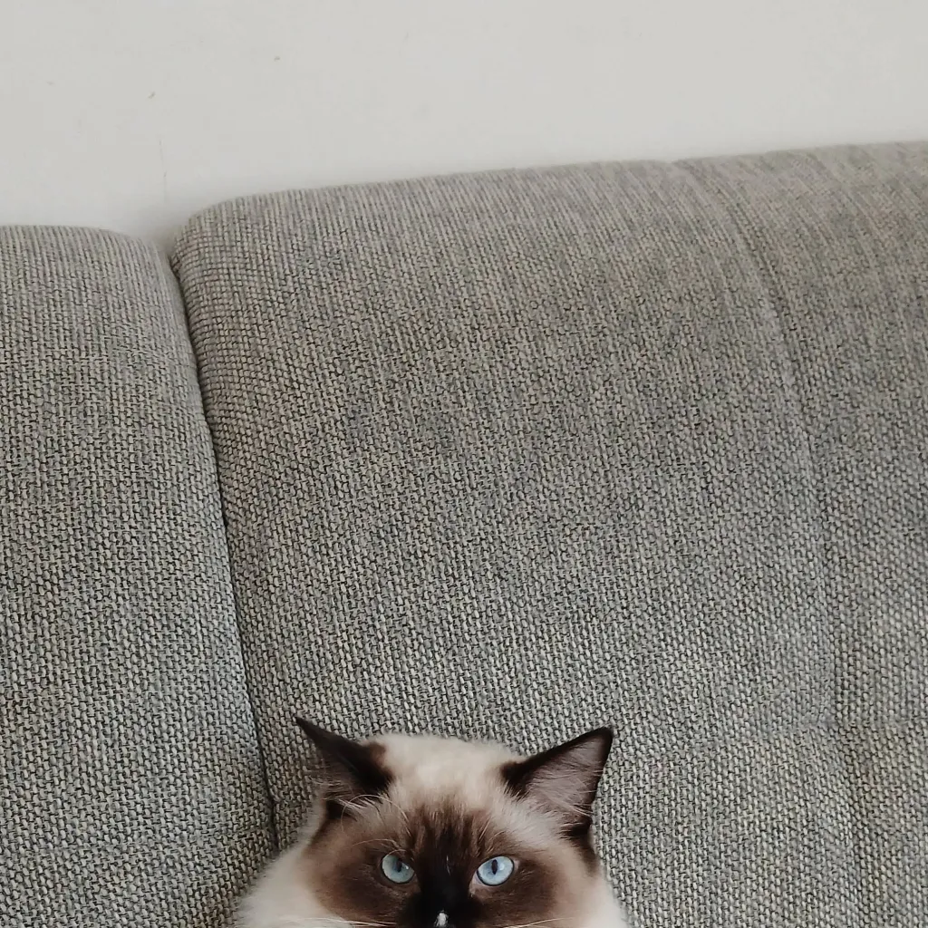 chat with ai character: Flish