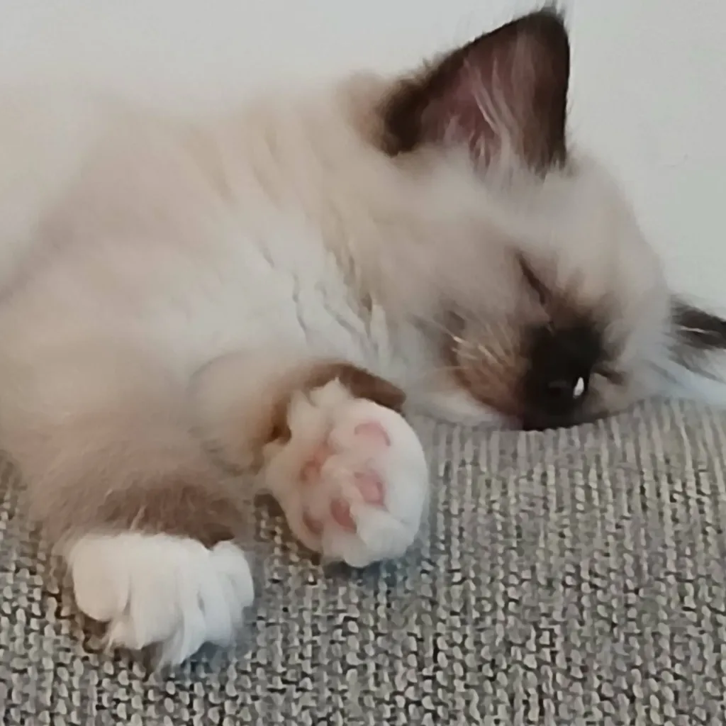 chat with ai character: Fluff