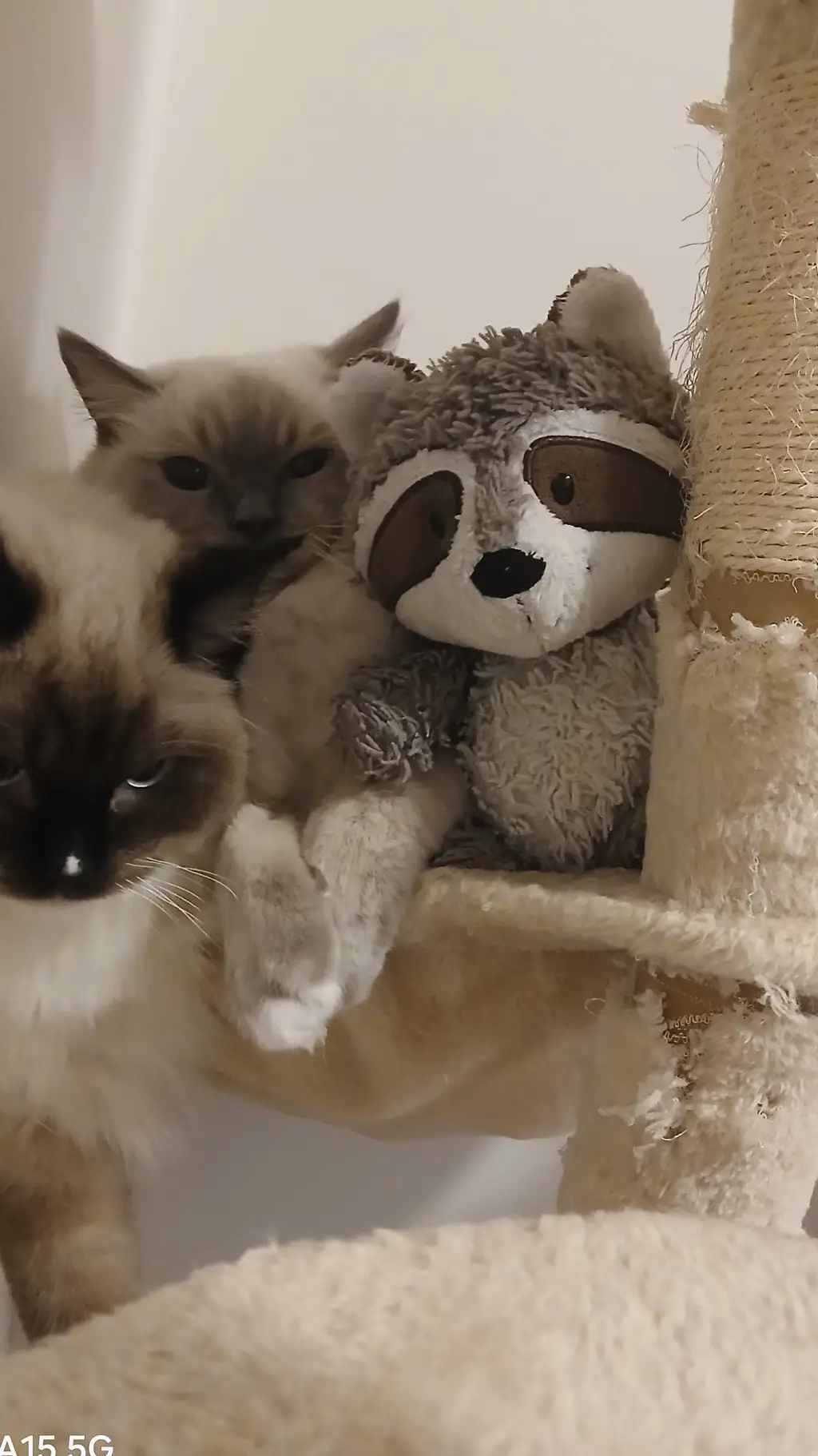 ai character: Mimi background