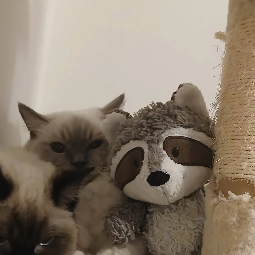 chat with ai character: Mimi