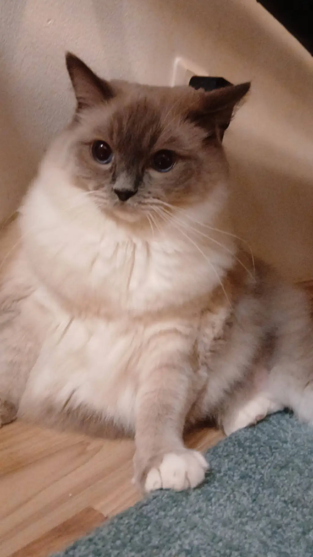 ai character: Mimi background